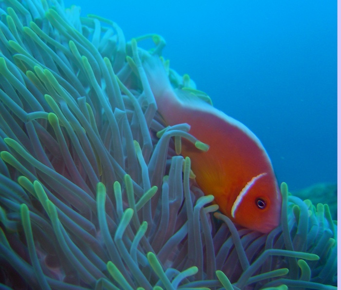 Pink Anemone fish http://www.photolib.noaa.gov/700s/reef0967.jpg